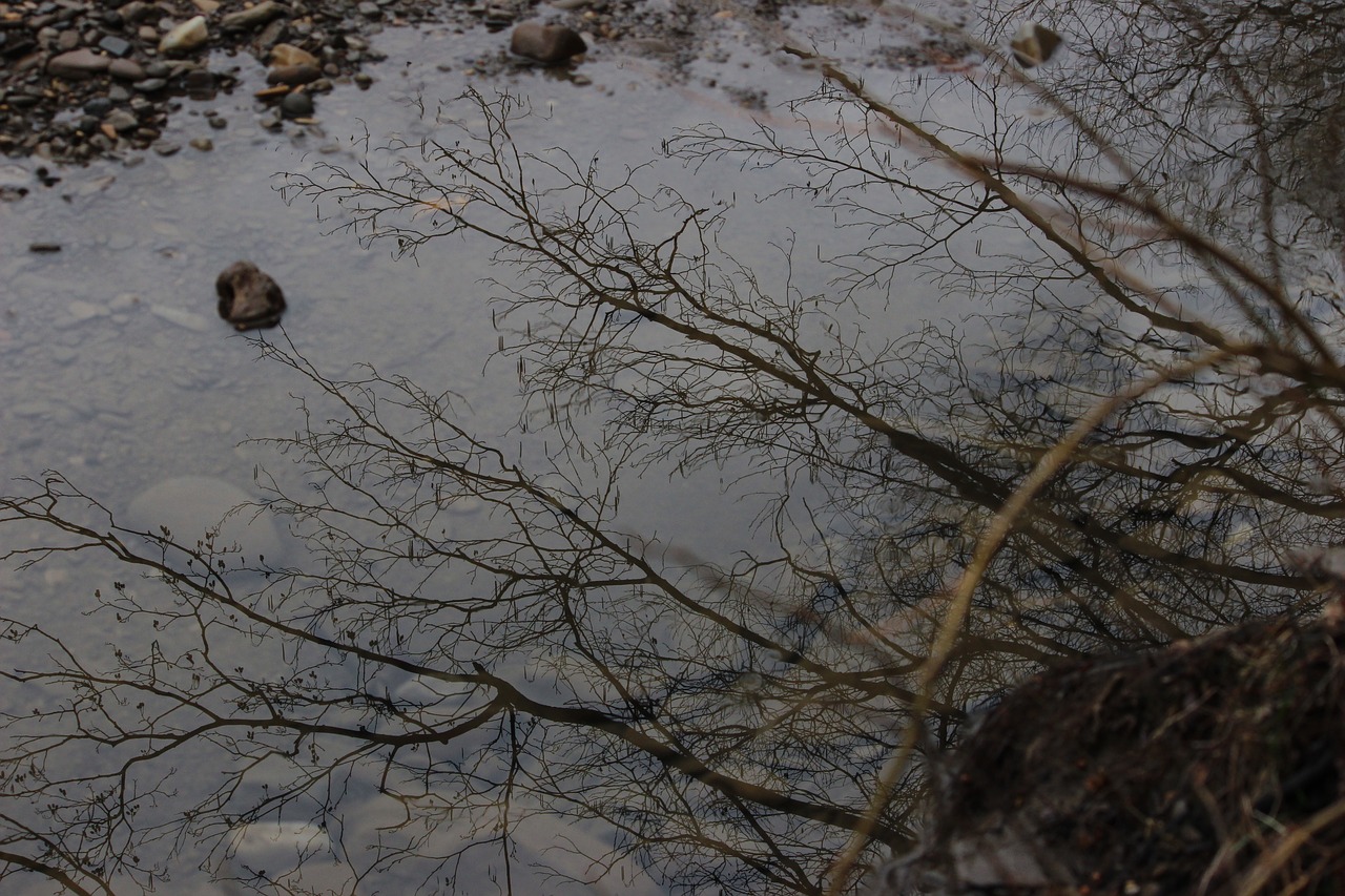 nature reflection pond free photo