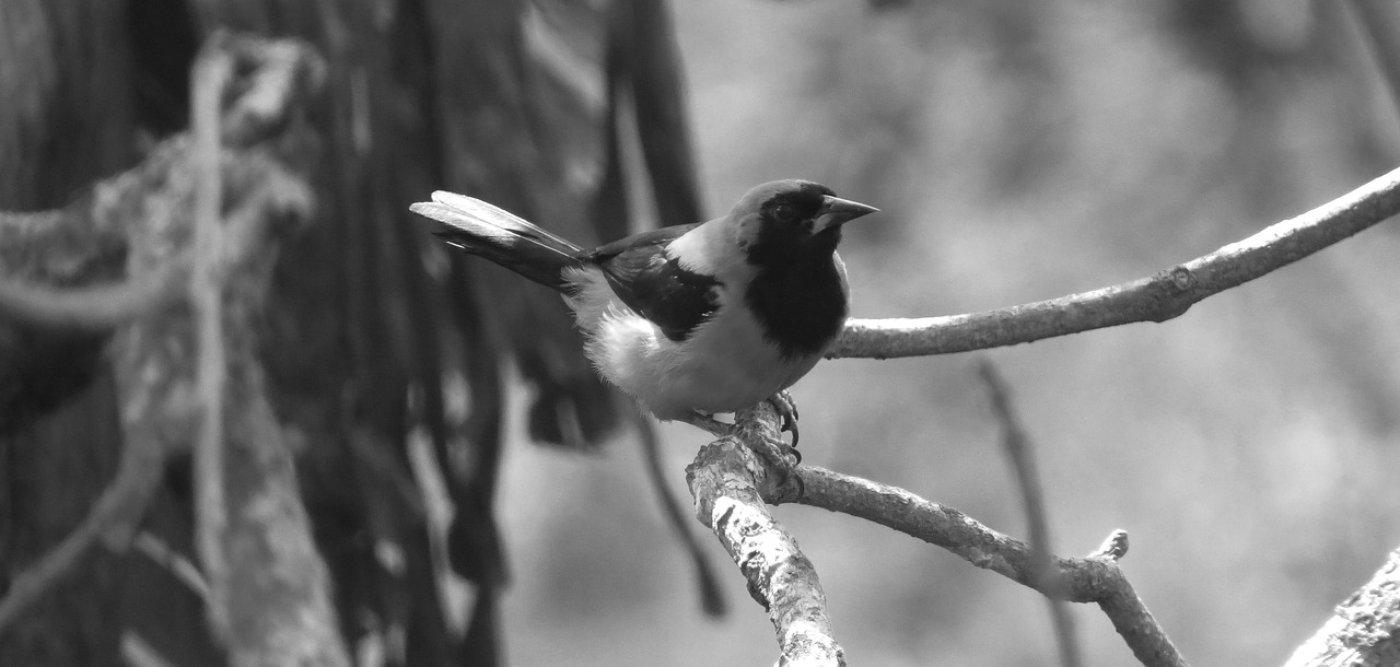 nature ave bird free photo