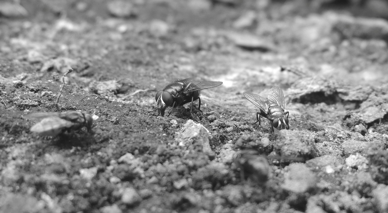 nature black and white insect free photo