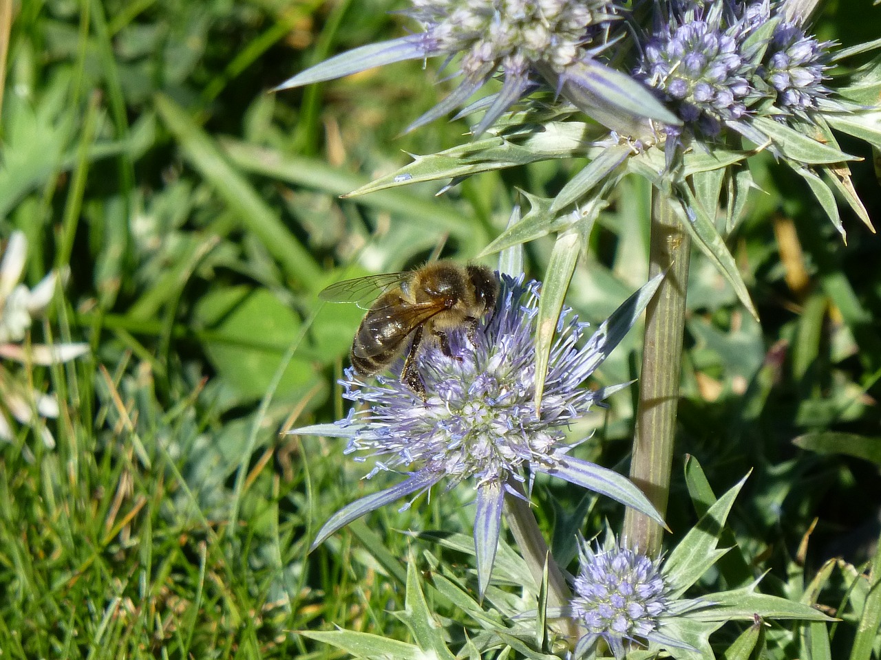 nature pollination insects free photo