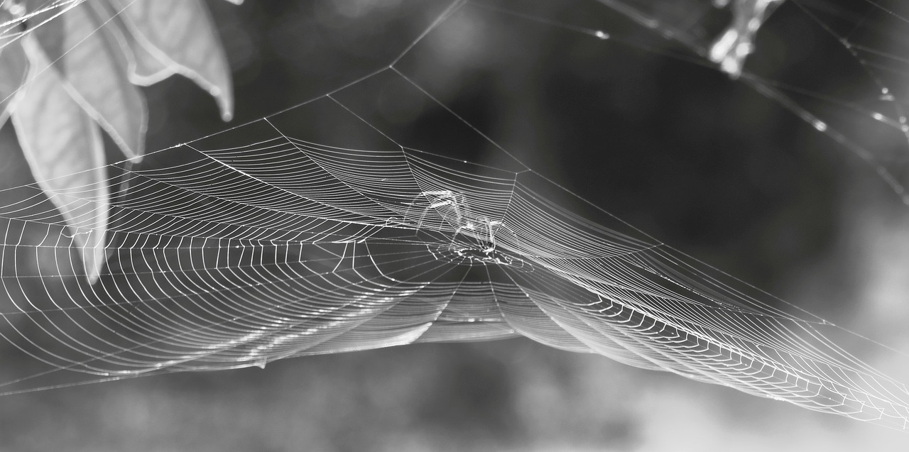 nature black and white spider free photo