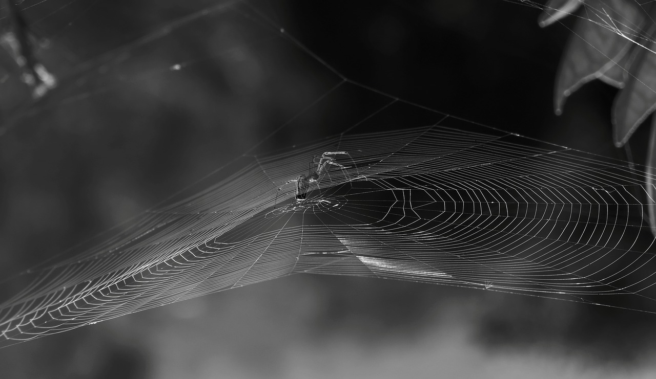 nature black and white spider free photo