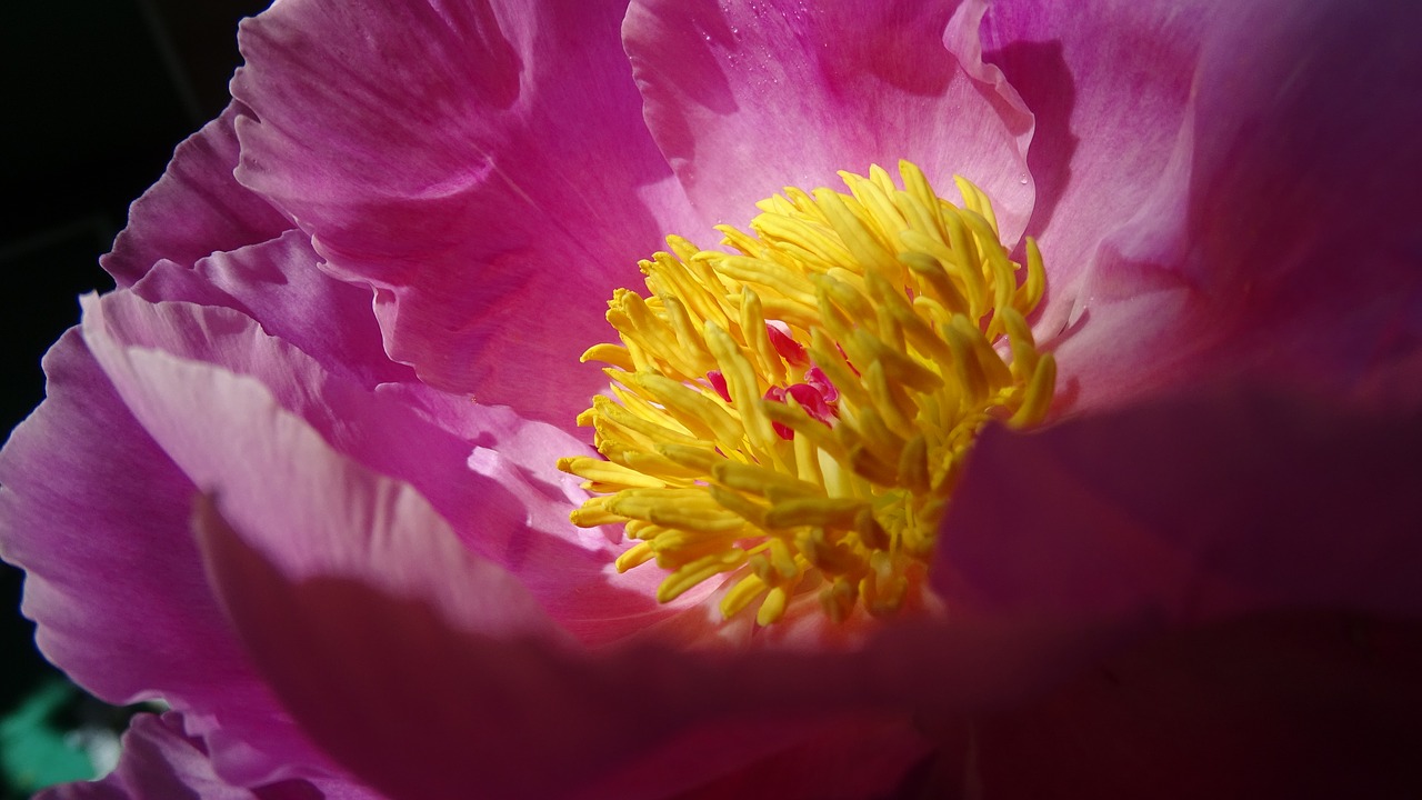 nature flower pink free photo