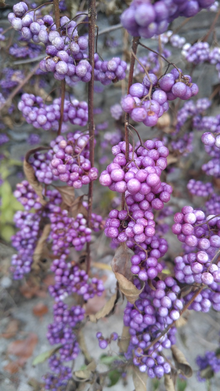 nature lavender outdoors free photo