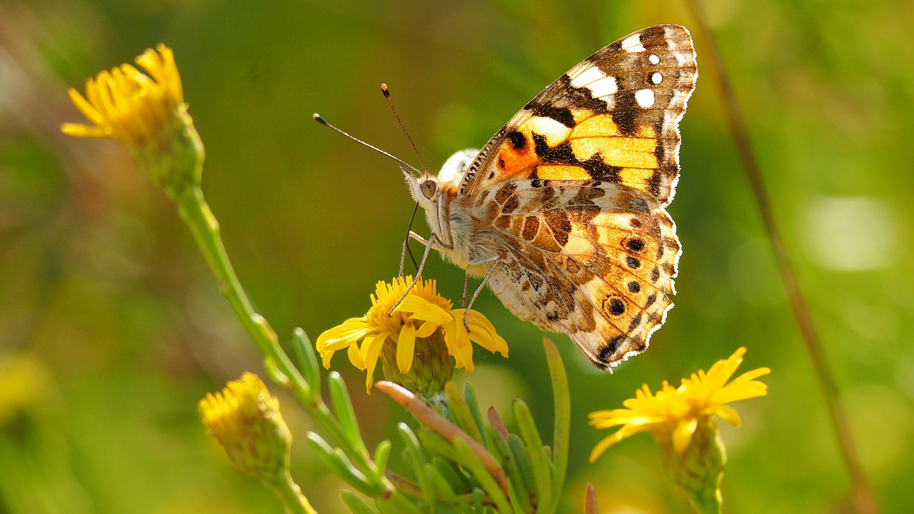 nature insects butterfly macro free photo