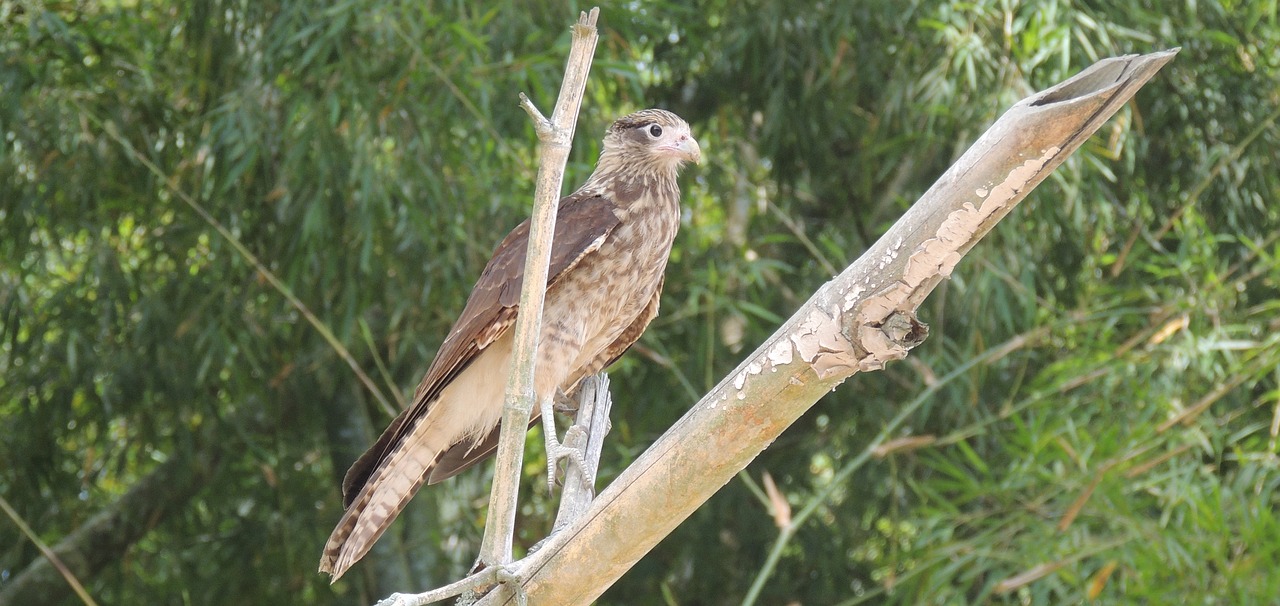 nature bird bird of prey free photo