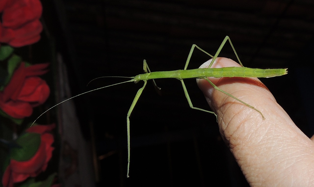 nature stick insect weirdo free photo