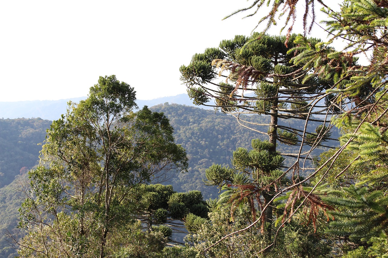 nature santo antonio do pinhal pinheiro free photo