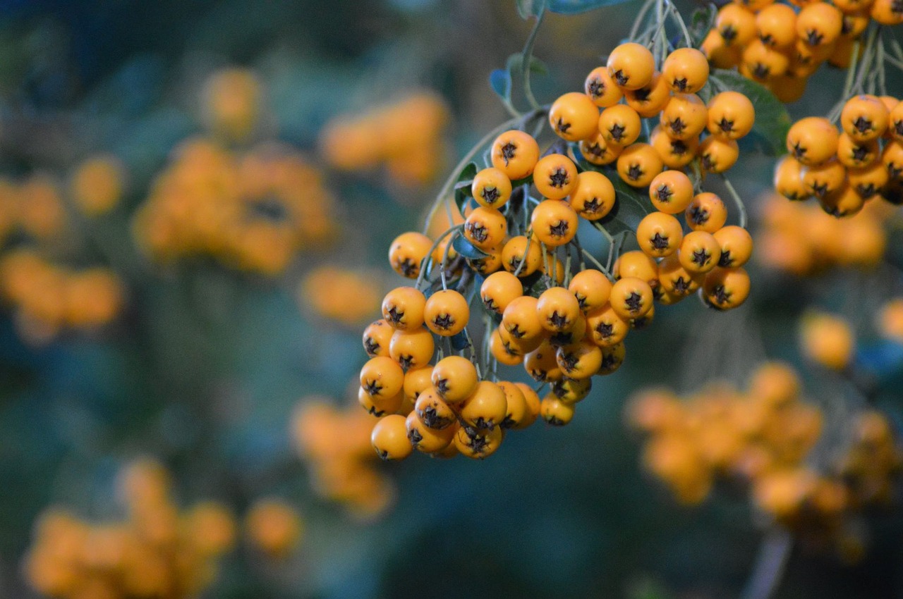 nature berries forests free photo