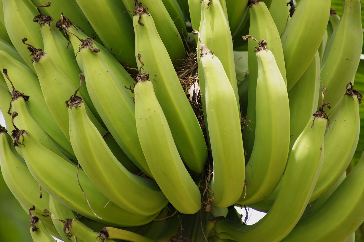nature clusters bananas free photo