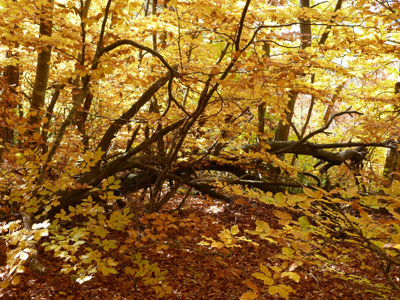 nature forest foliage free photo