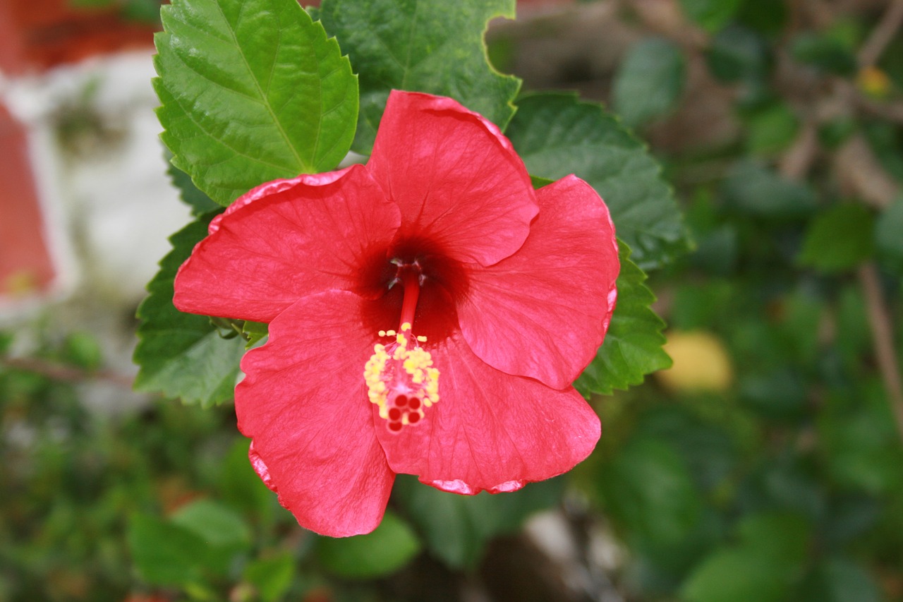 nature flowers rose china free photo