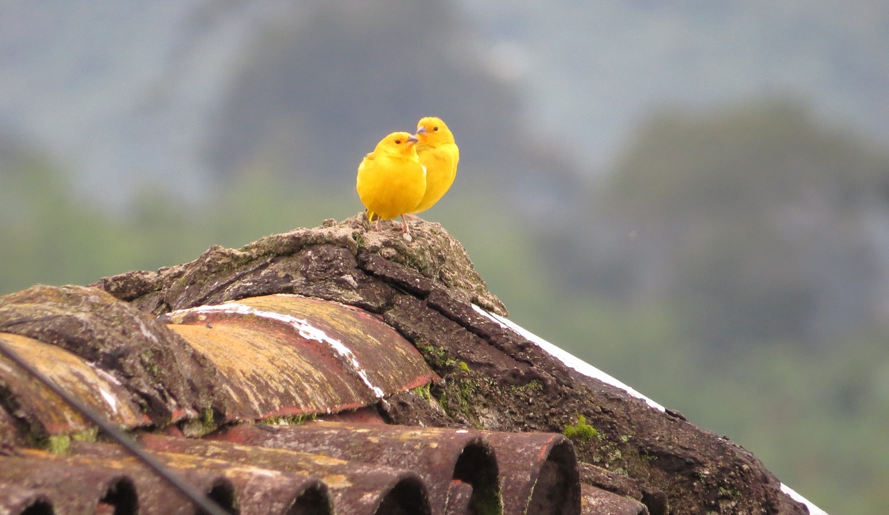 nature bird ave free photo