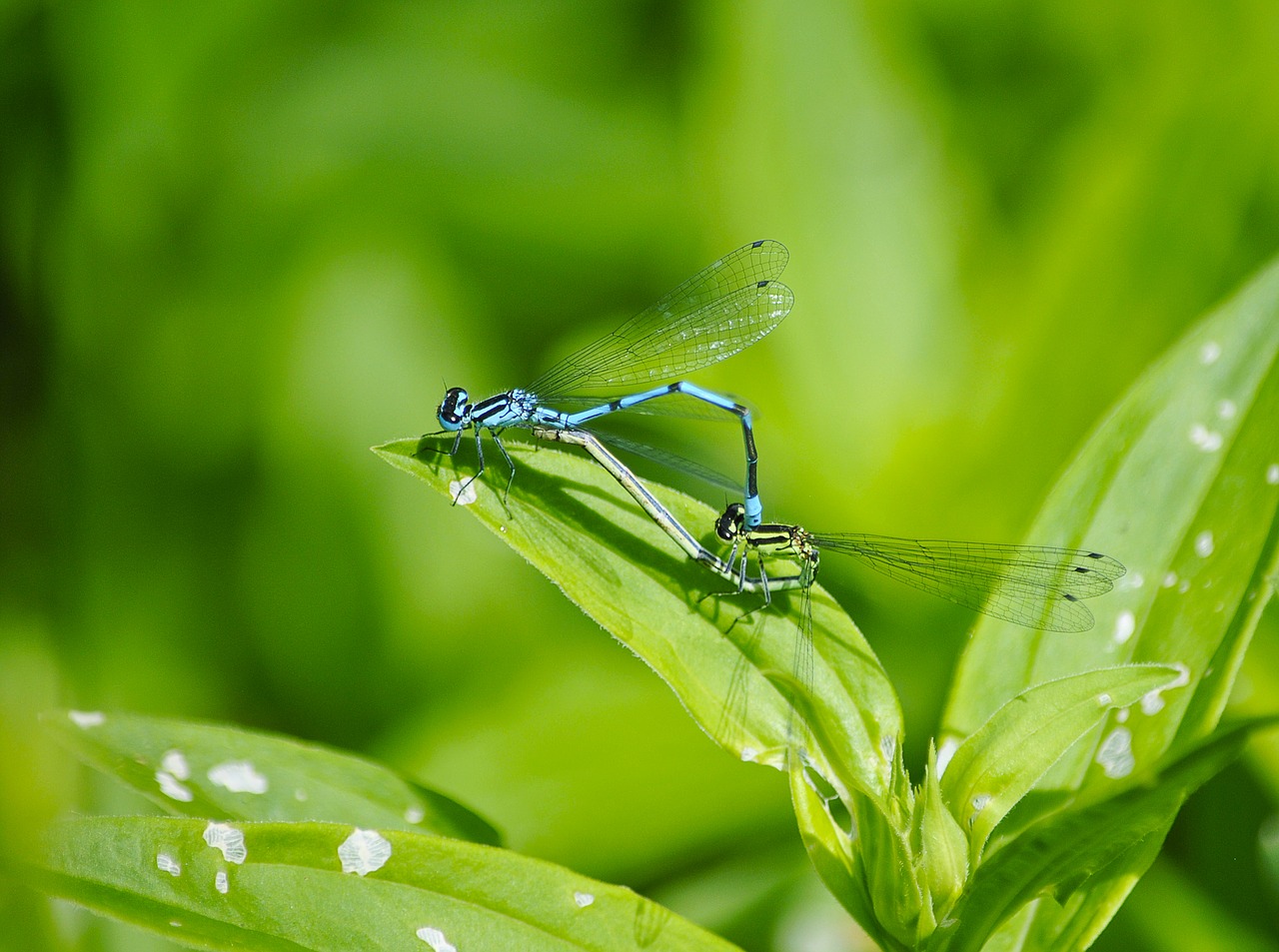 nature macro insects free photo