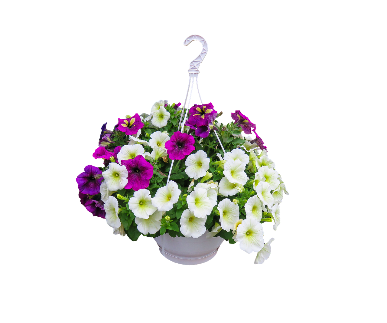 nature flowers petunia free photo