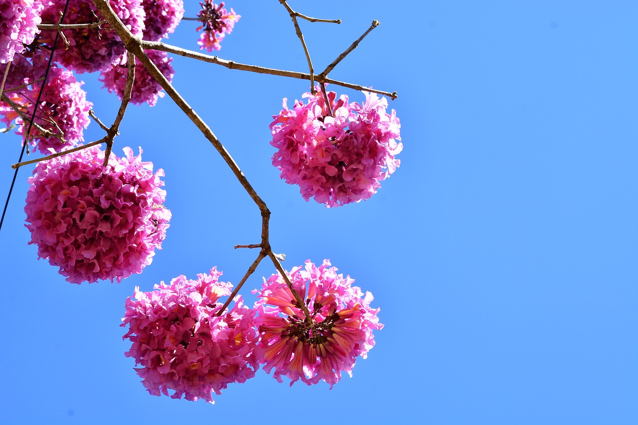 nature flowers ipê free photo