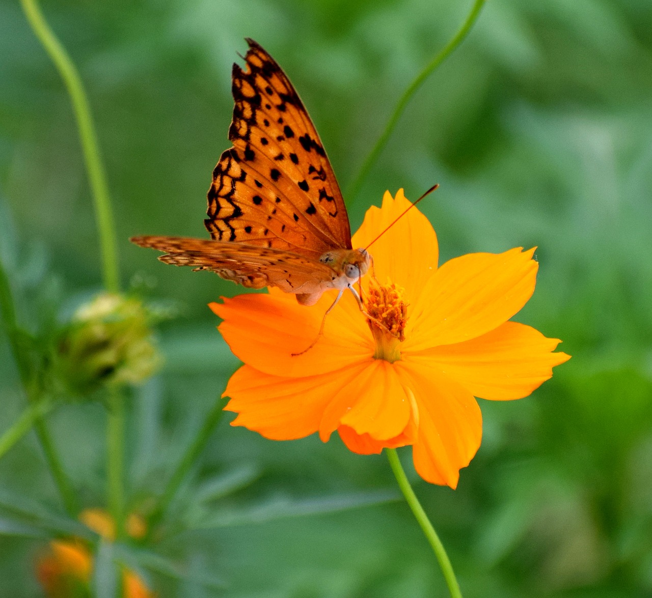 nature butterfly spring free photo