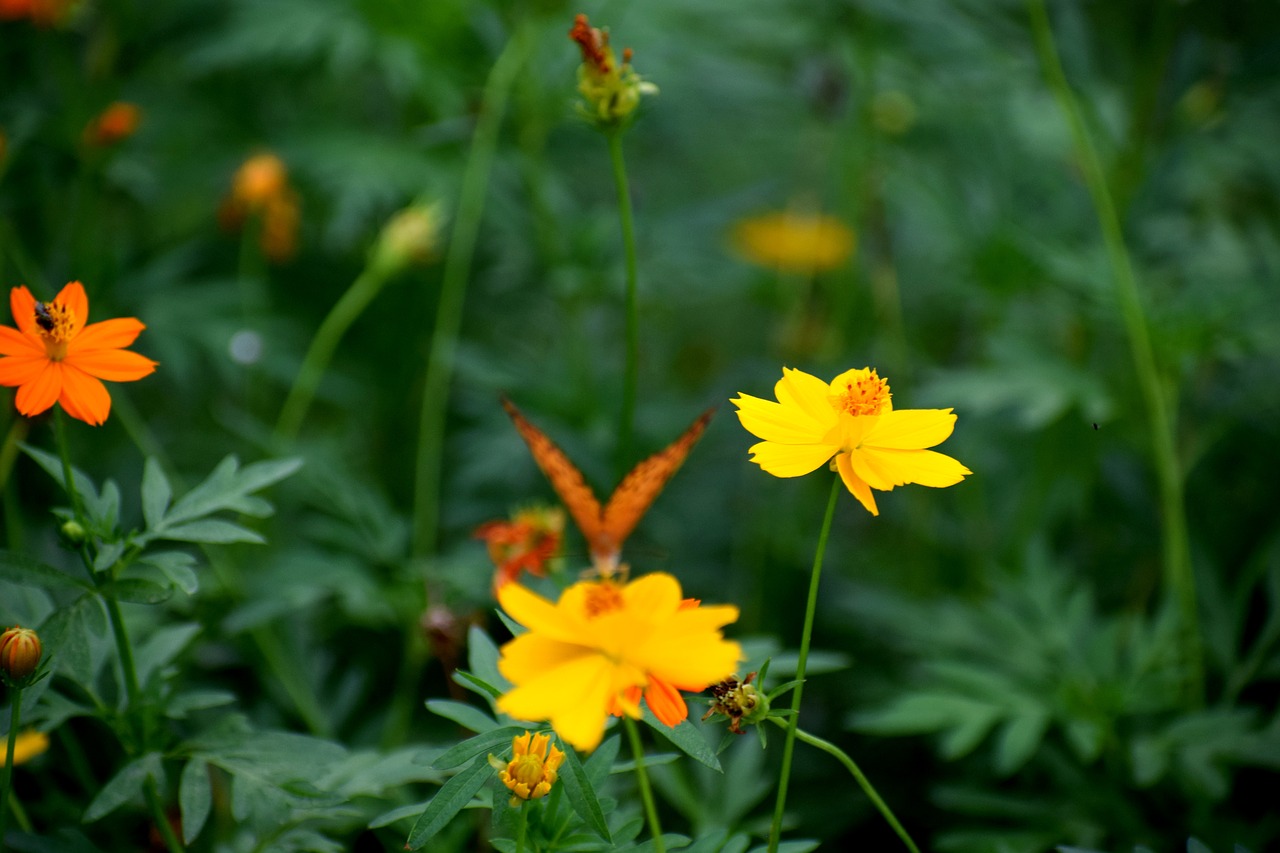 nature garden butterfly free photo