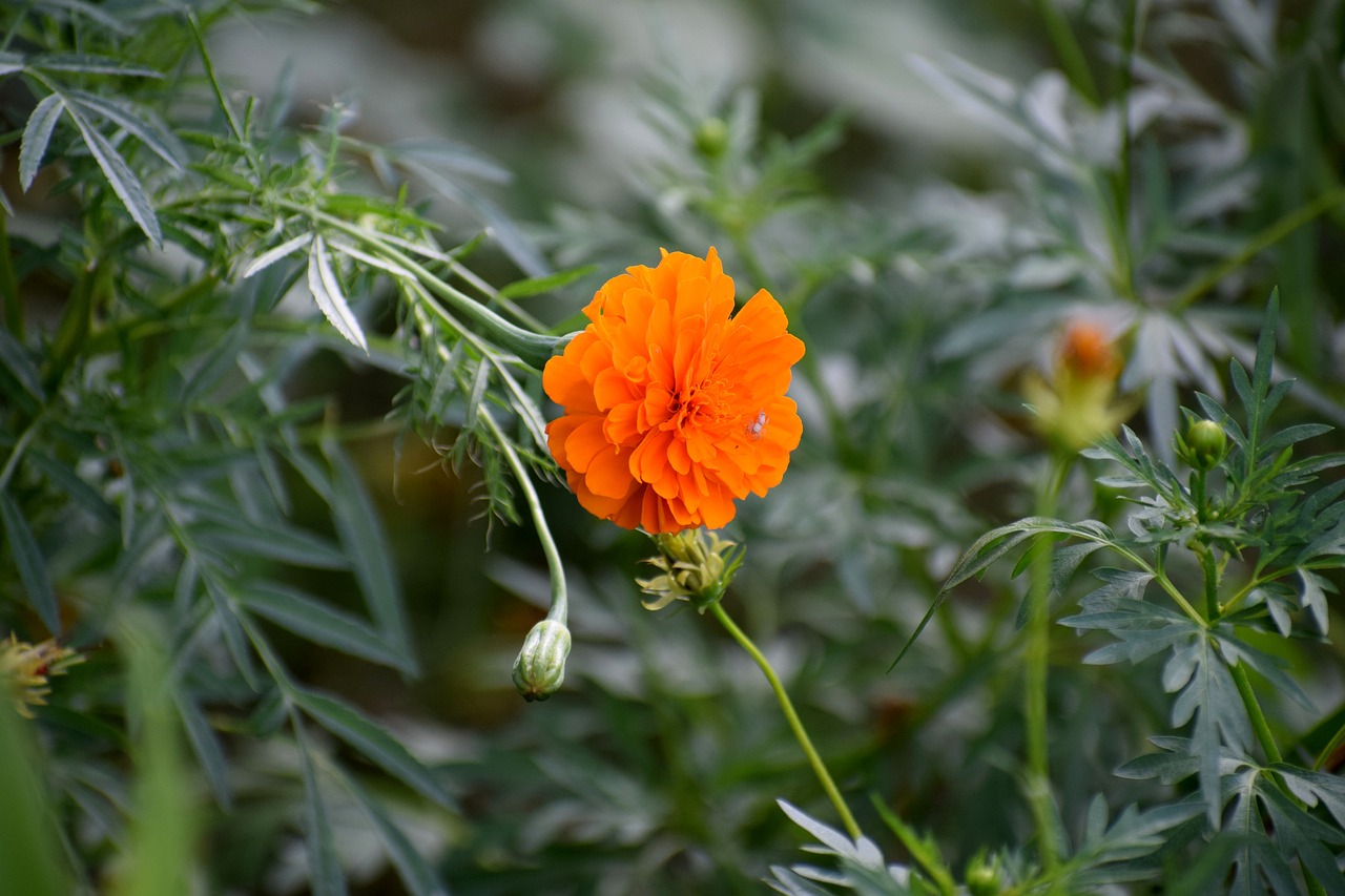 nature flowers spring free photo