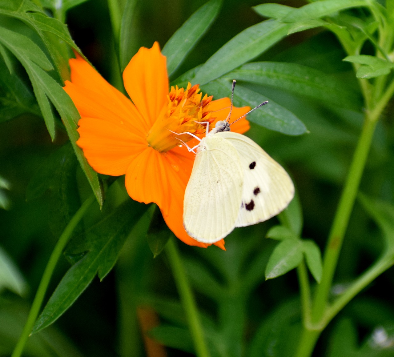 nature butterfly spring free photo