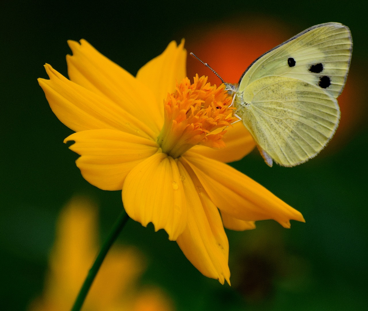 nature flower butterfly free photo