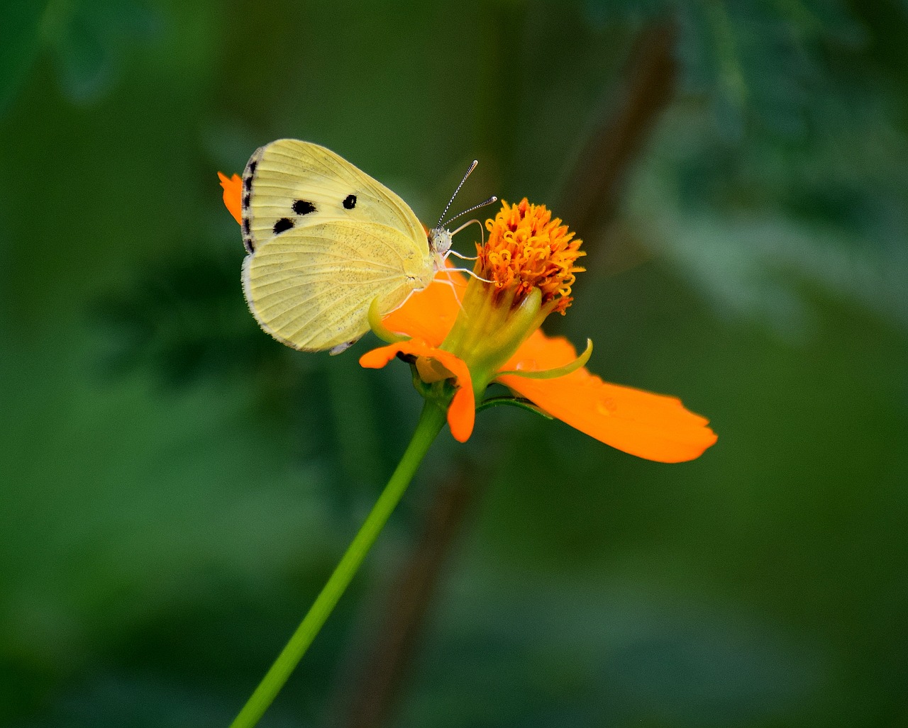 nature flower plant free photo