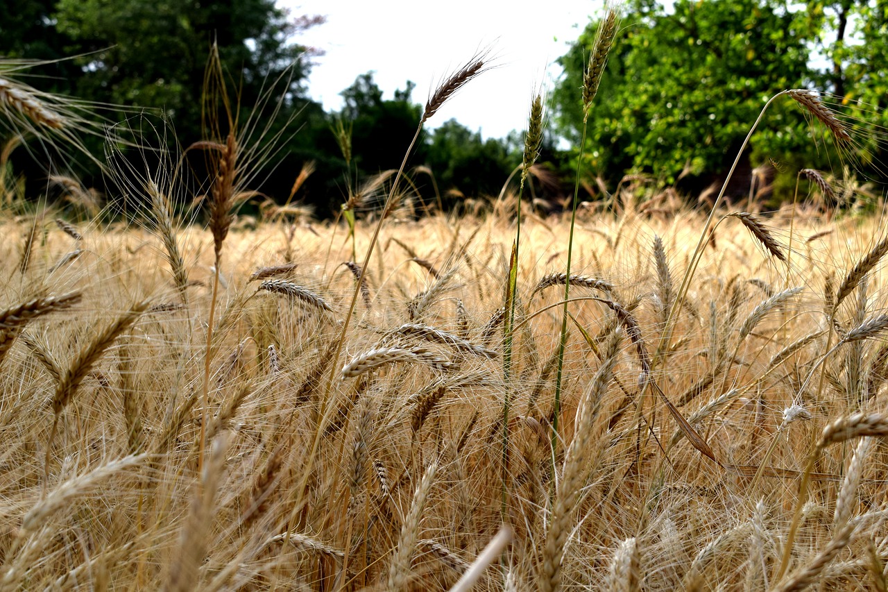 nature wheat field free photo