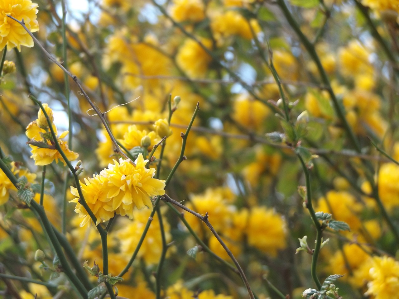 nature yellow flowers plant free photo