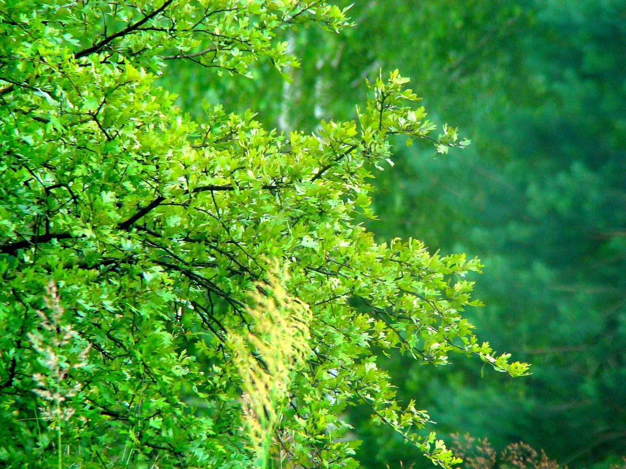 nature forest tree free photo