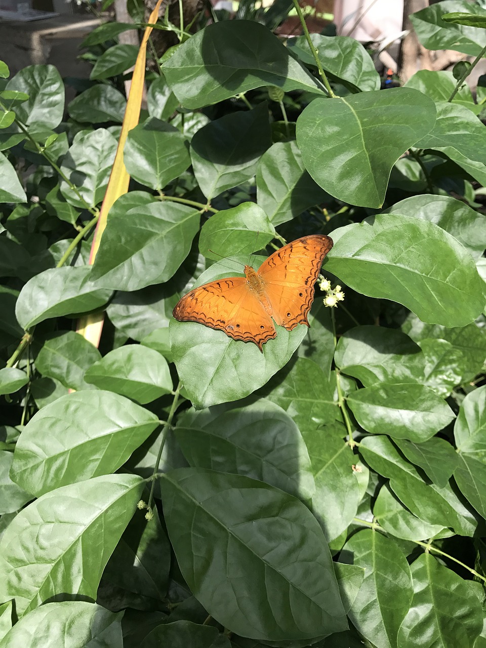 nature butterfly spring free photo