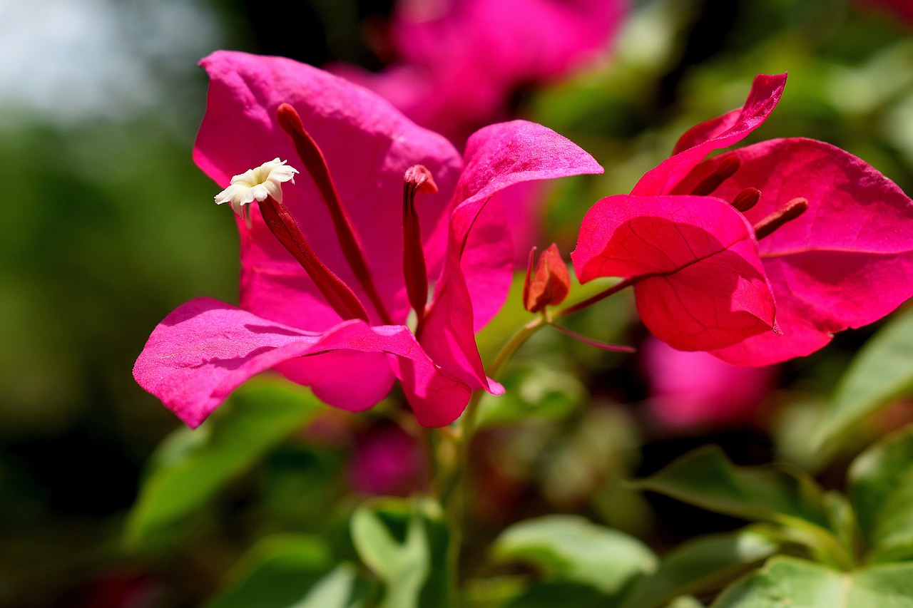 nature flowers red free photo