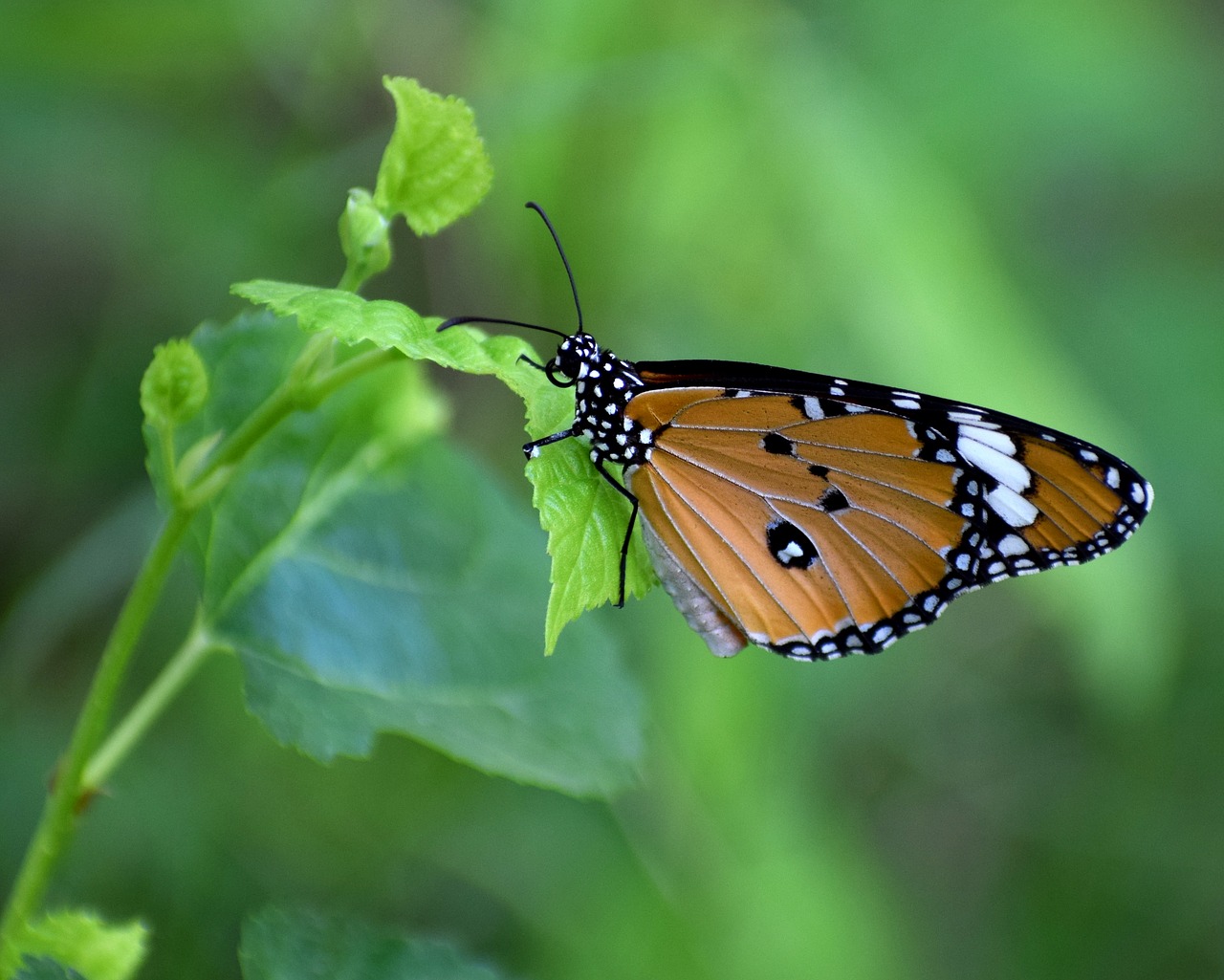 nature butterfly plant free photo