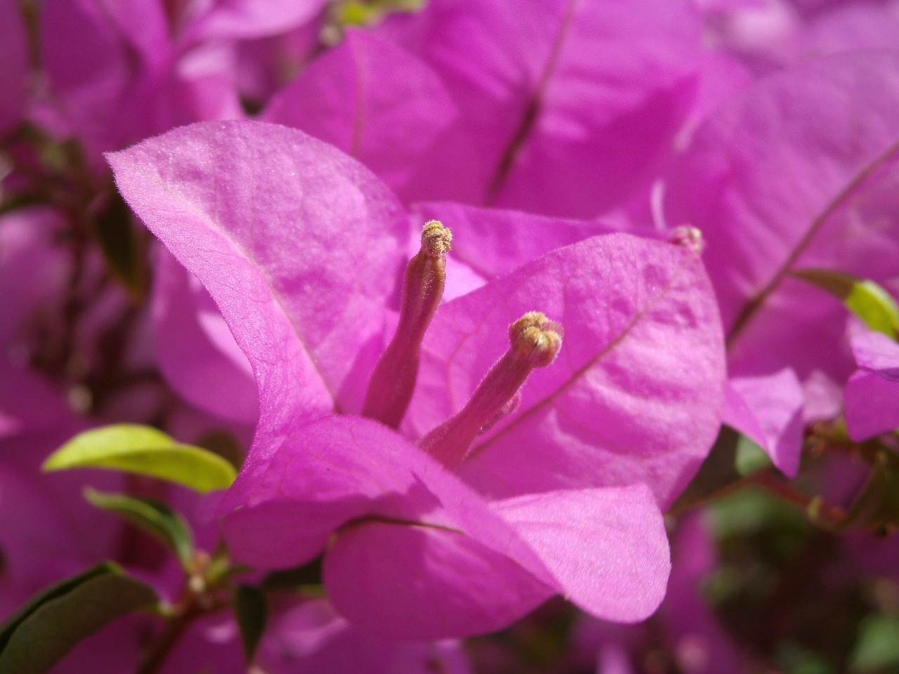 nature flower pink free photo