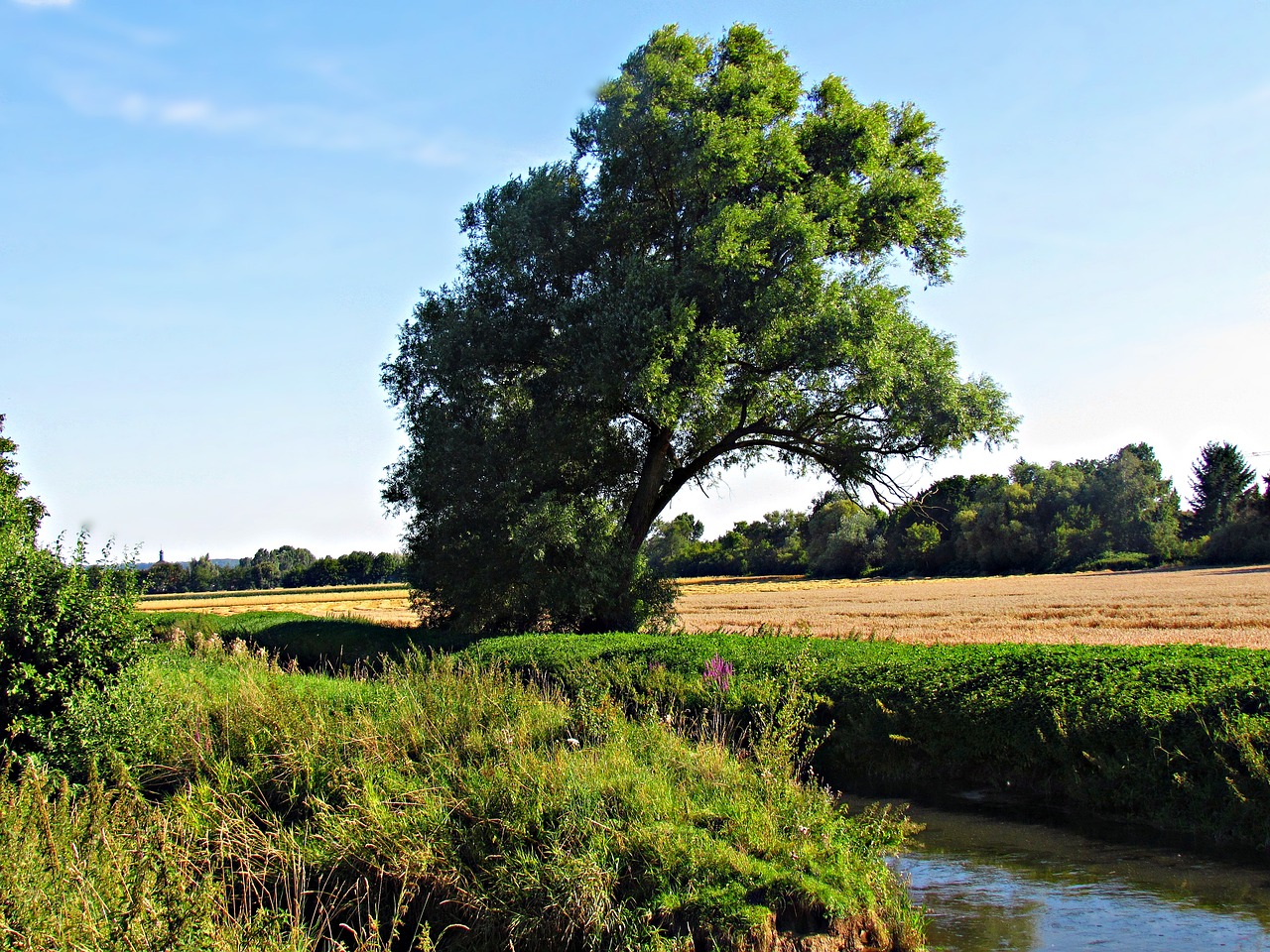 nature the sun tree free photo