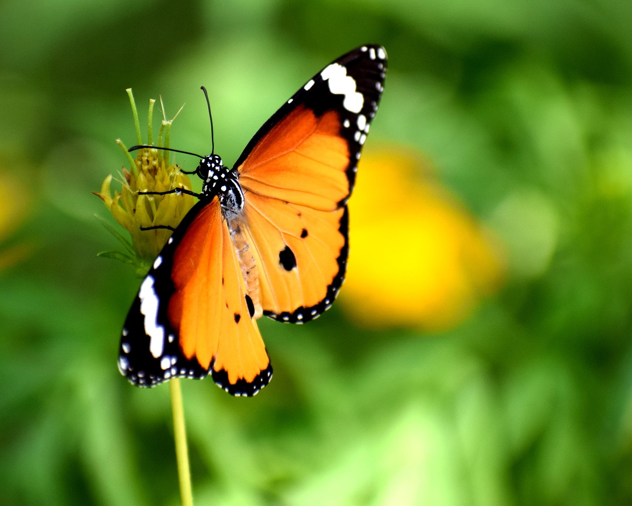 nature butterfly summer free photo