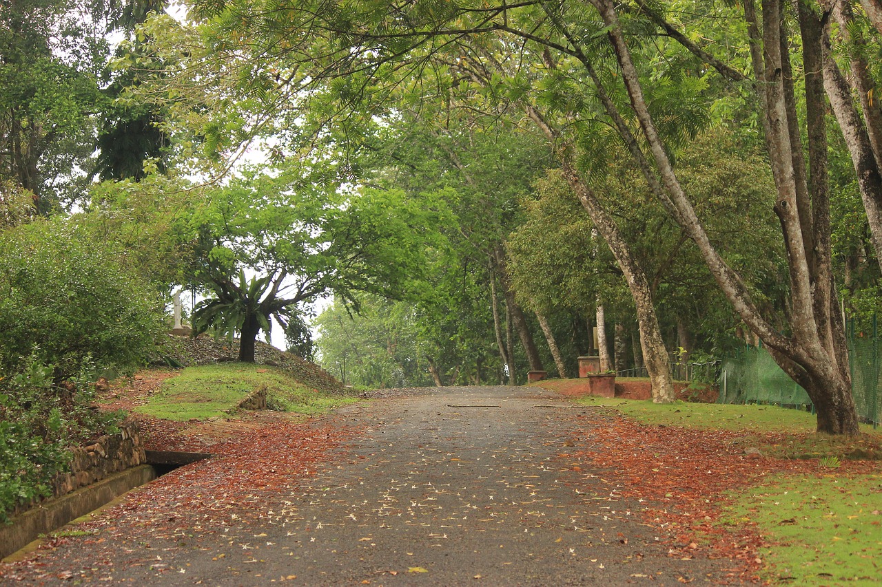 nature green path free photo