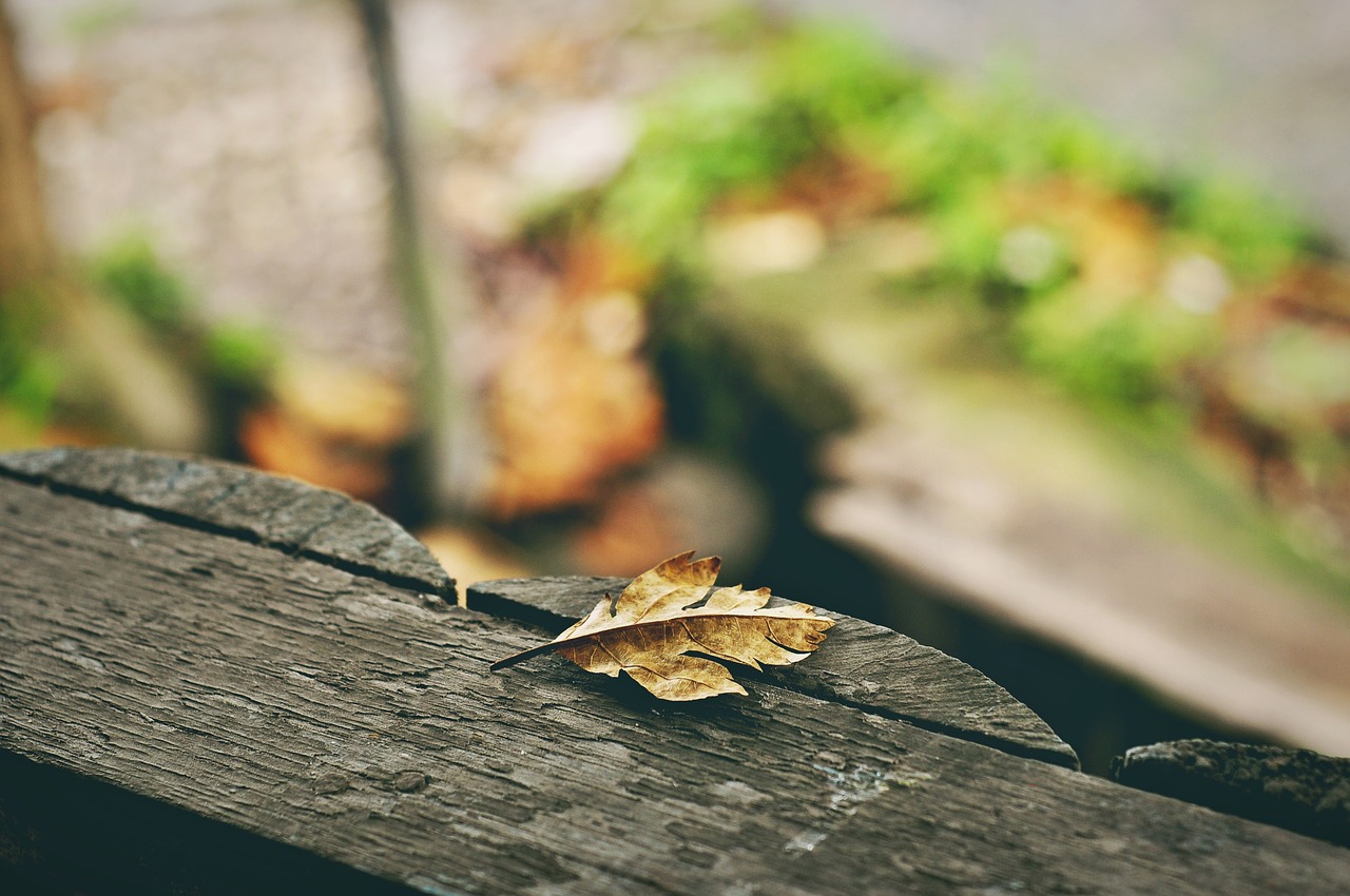 nature leaf yellow free photo