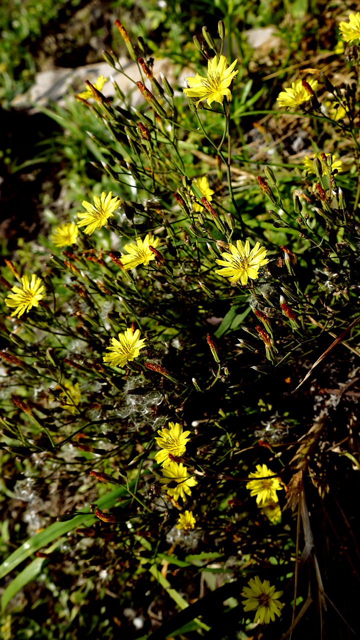 nature plant flower free photo