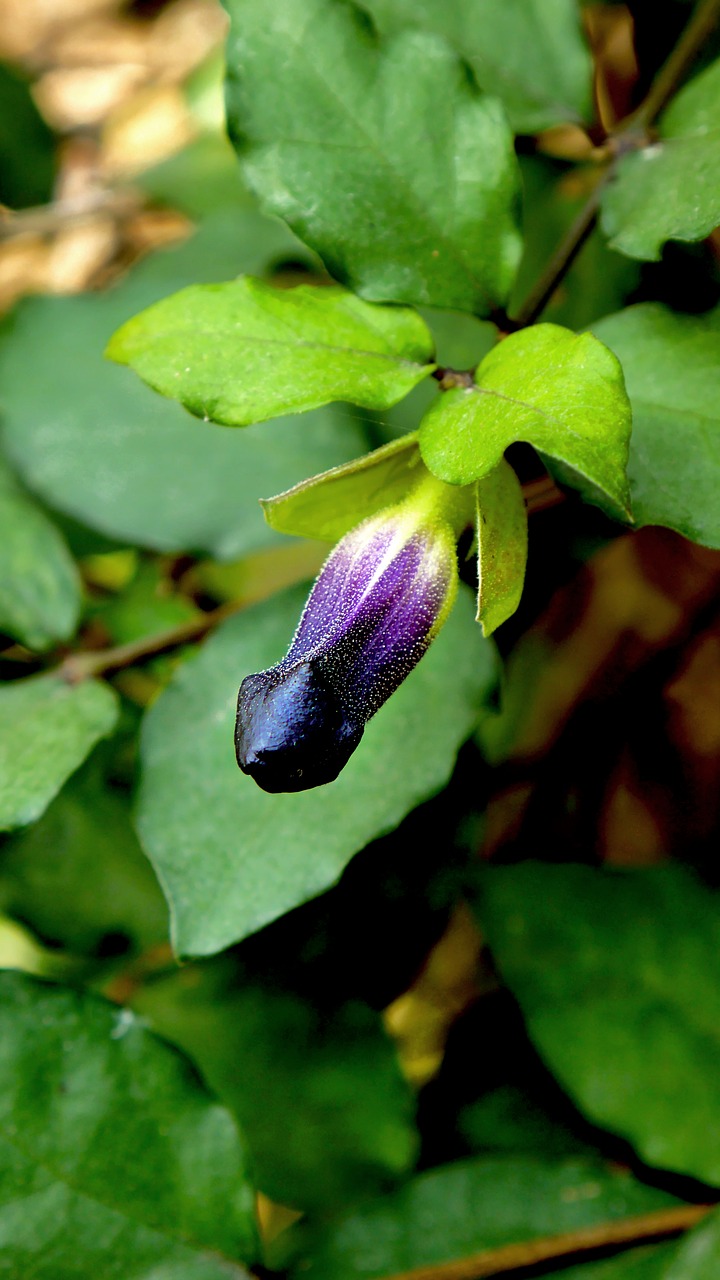 nature plant flower free photo