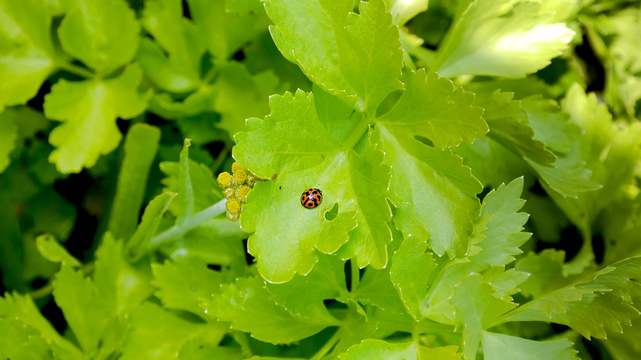 nature plant ladybug free photo