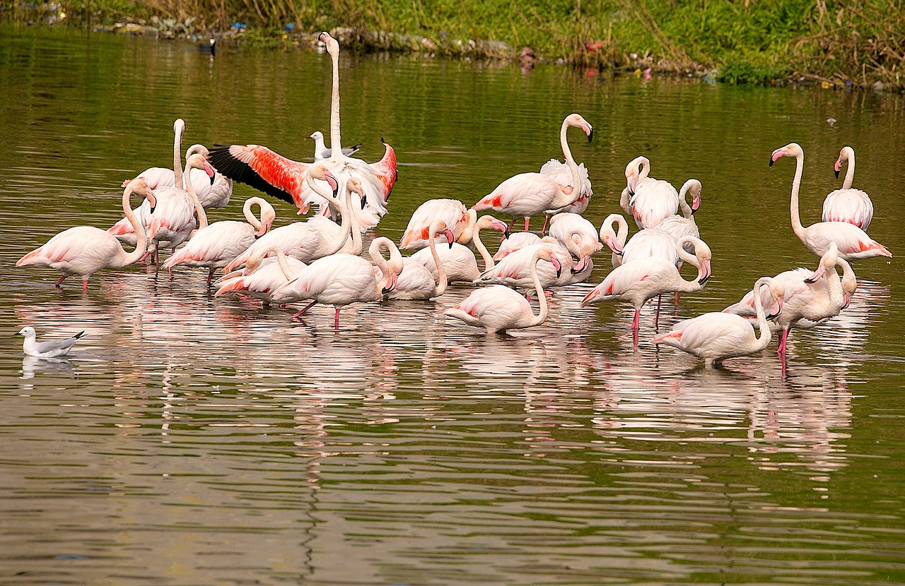 nature flamingo bird free photo