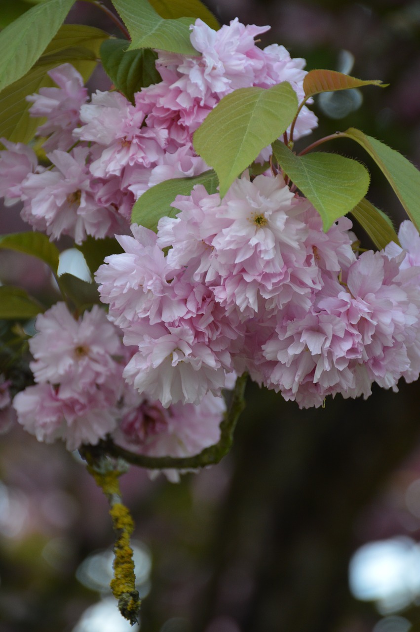 nature flower garden free photo