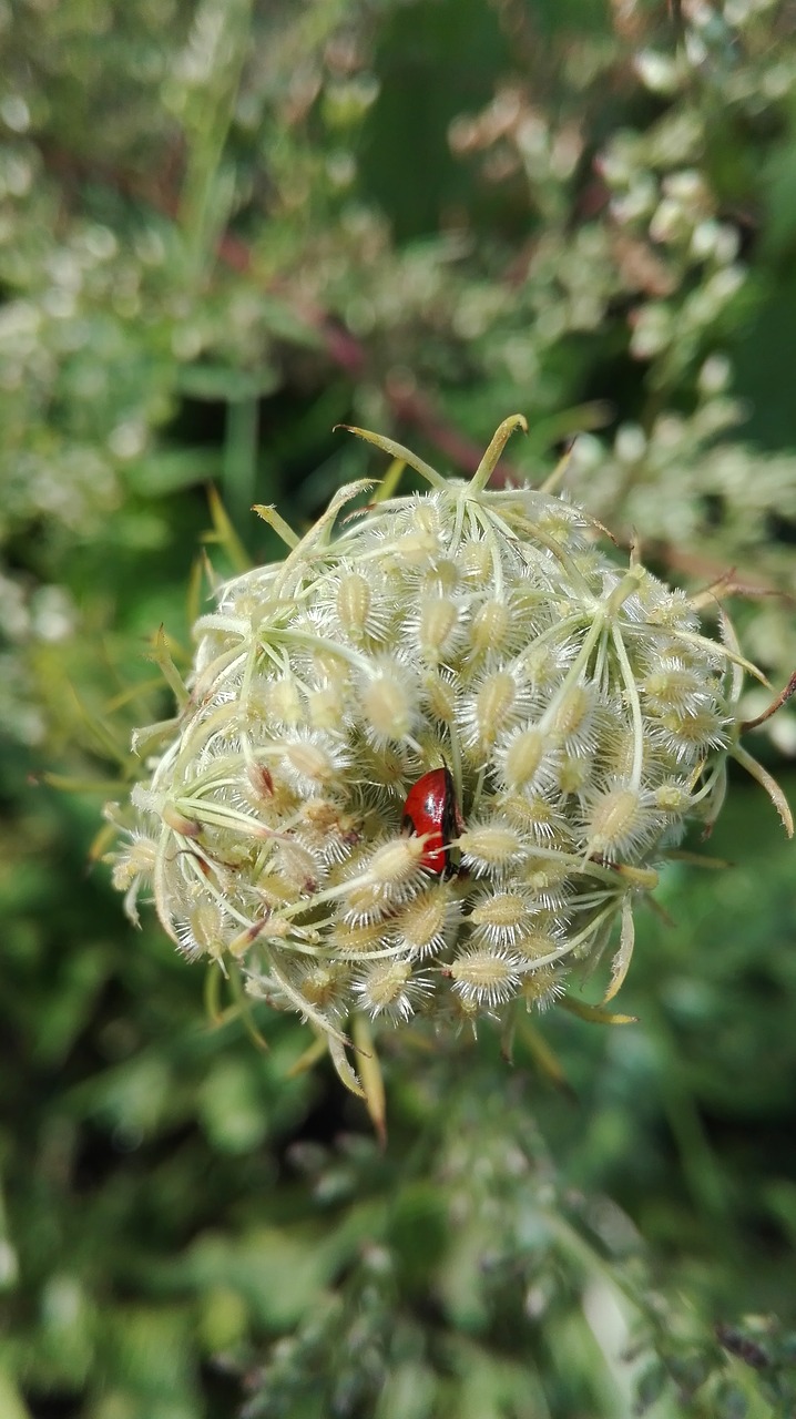 nature insects of god free photo