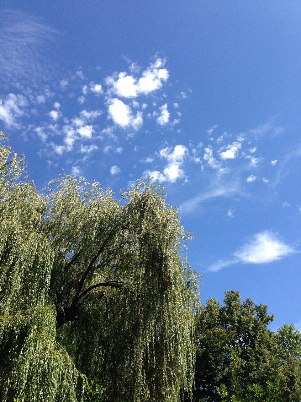 nature clouds tree free photo