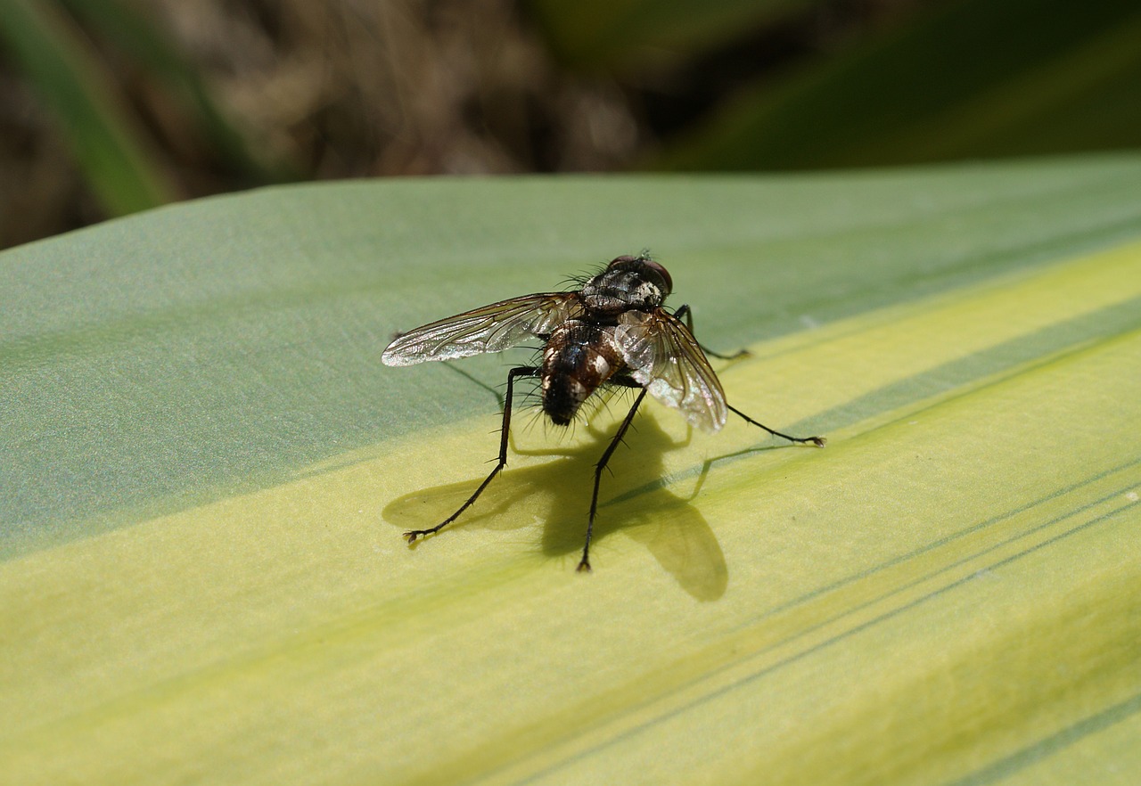 nature insect fly free photo