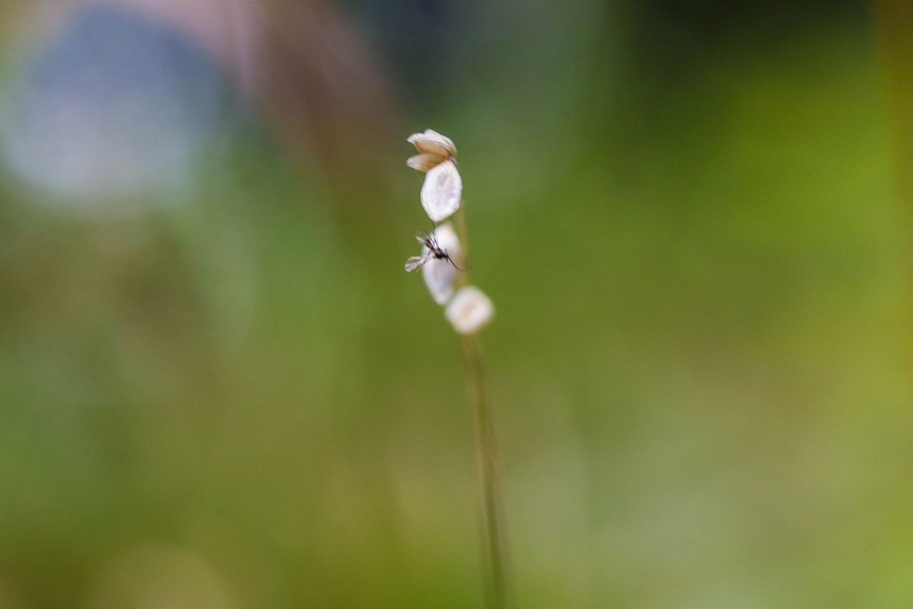 nature plant white free photo