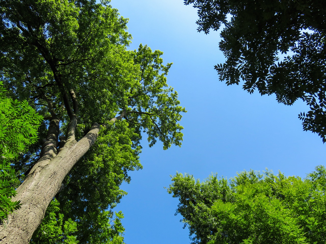 nature landscape tree free photo