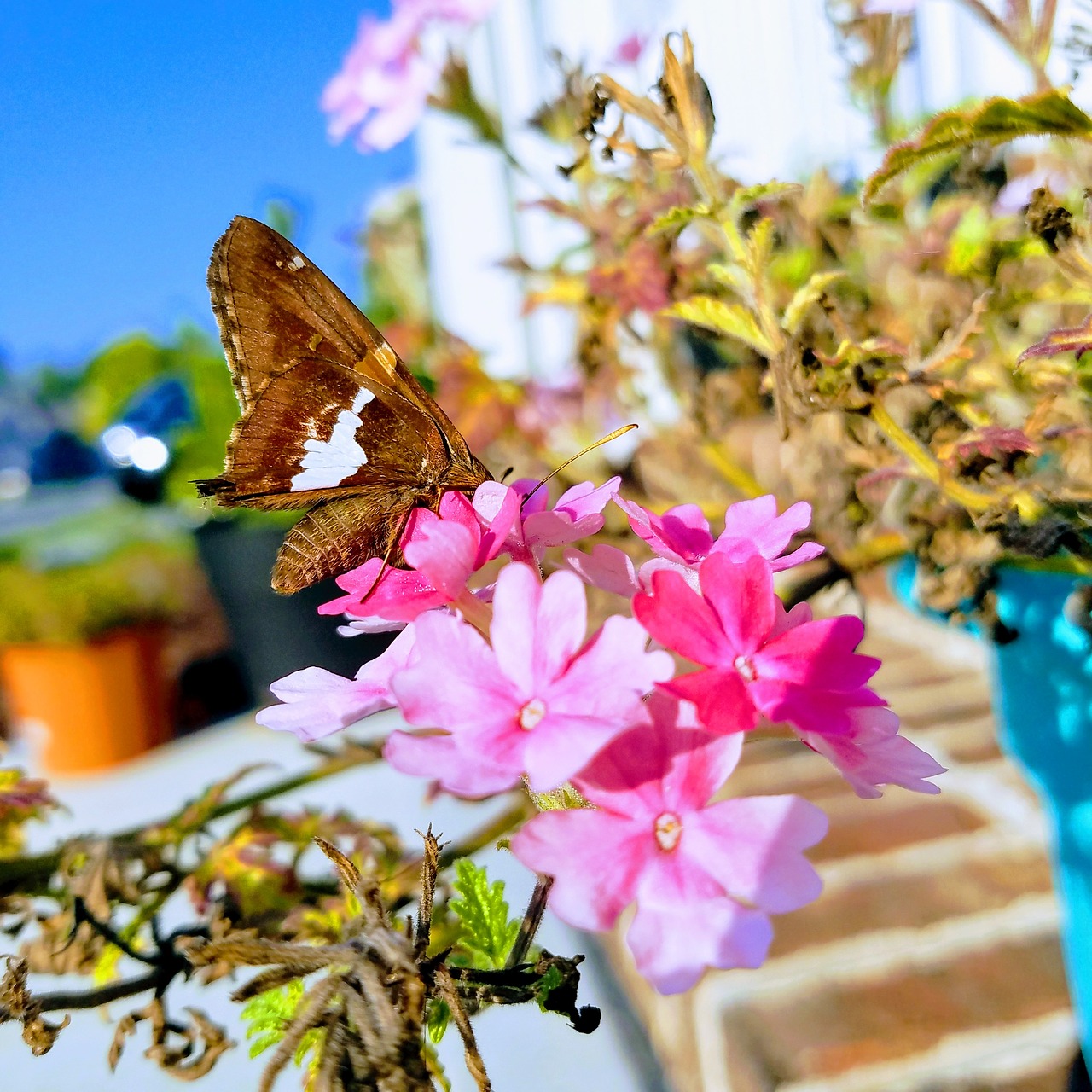 nature butterfly garden free photo