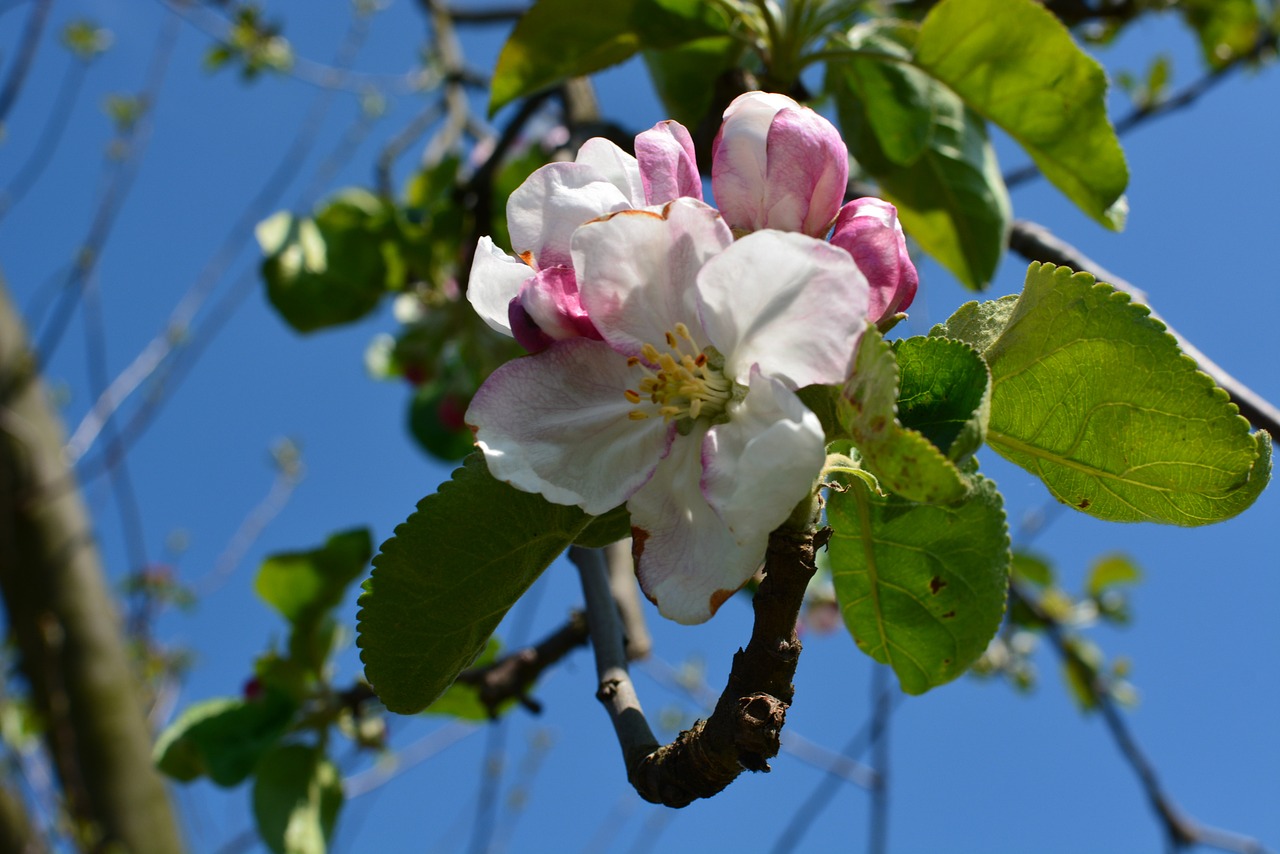 nature spring blooms free photo