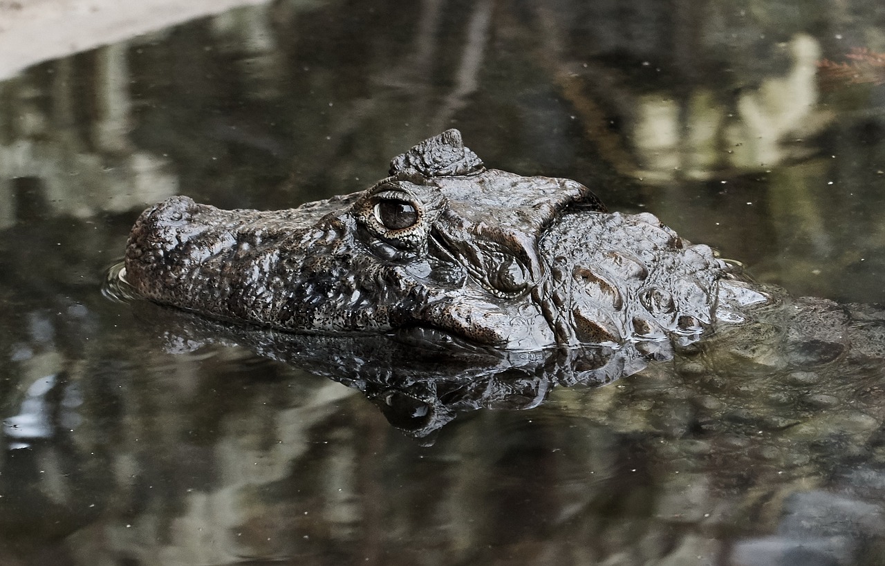 nature crocodile danger free photo